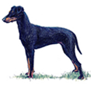 Manchester Terrier - Click Image to Close